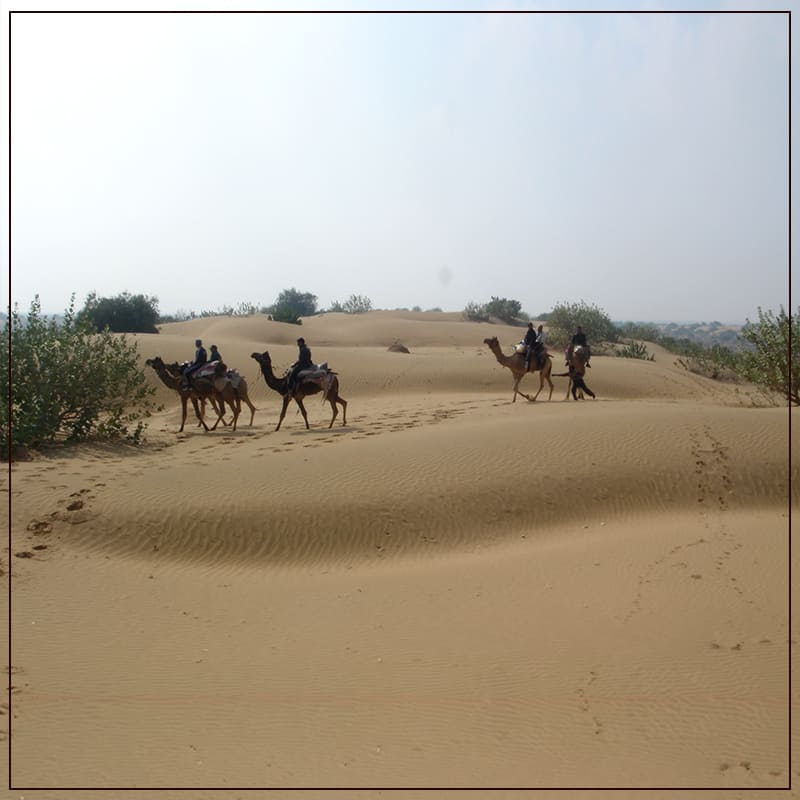 Enjoy the  Most Famous and Iconic Camel Ride In Thar Dessert.