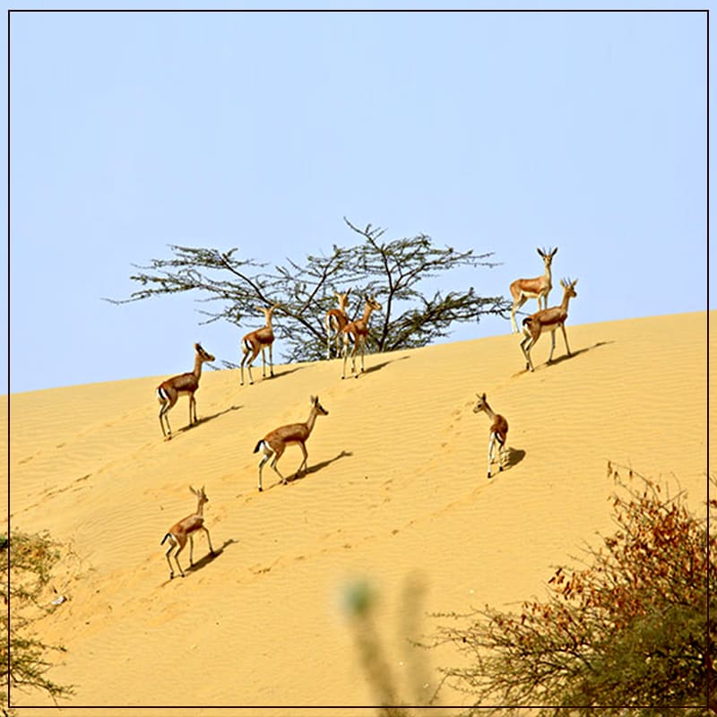 Visit the Black Buck and Crane Safari Near Jodhpur Rajasthan
