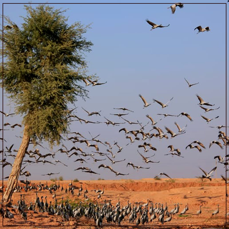 Birds Visit At Khichan