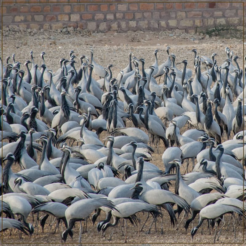 Visit The Kitchan bird sanctuary Rajasthan