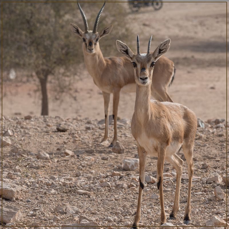 Take a Tour to See The Wild Life In The Dessert